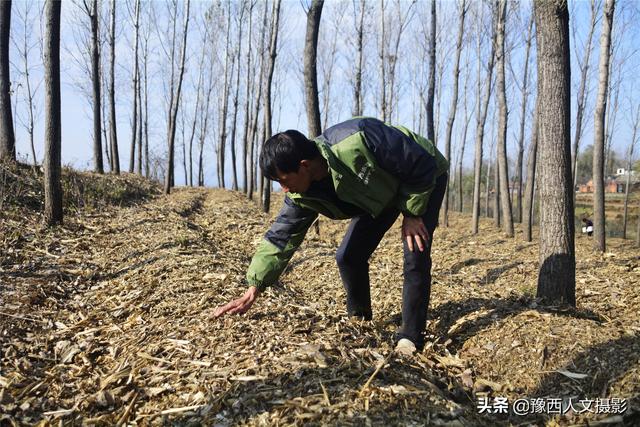 嵩县农村青年返乡创业，秸秆废料种出赤松茸，每亩地可收入2万元