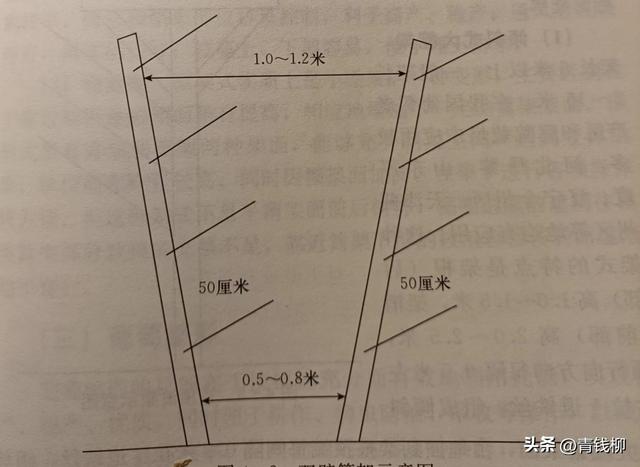 葡萄现代种植模式葡萄整形与修剪技术