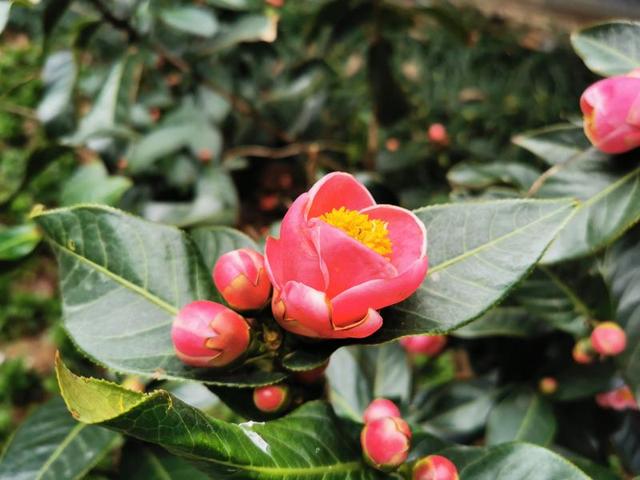 正是茶花花期，您家的茶花花苞迟迟没打开，看看是不是因为这些