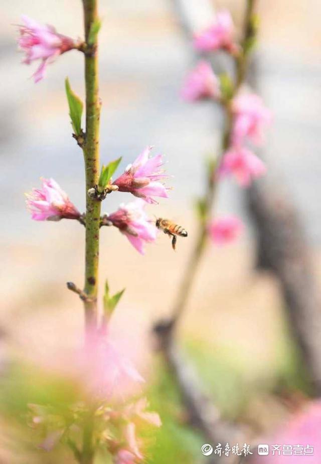 鲁南桃花映日红，蜜蜂被安排“打工”授粉