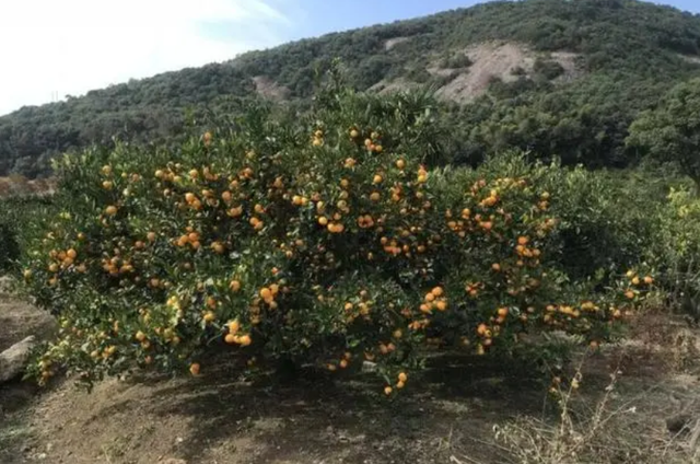 40000投资果然够值！4年耐心种植成果盈利惊人！