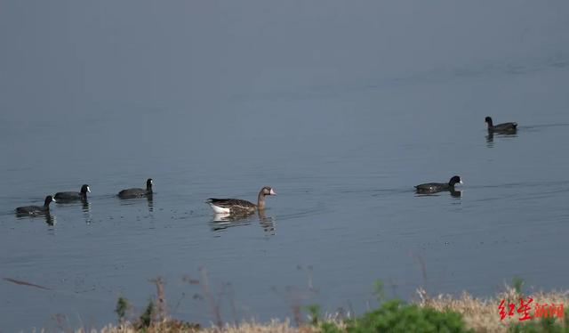 四川西昌邛海湿地鸿雁成群 部门回应：非迁徙候鸟，属于养殖放生