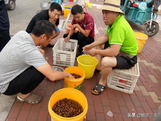 滨州阳信：小金蝉“爬”遍大半个中国