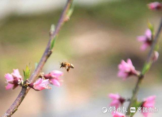 鲁南桃花映日红，蜜蜂被安排“打工”授粉