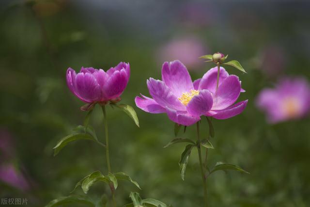 这些花的名字这么美，原来背后都有一段非凡的故事，凄美感人