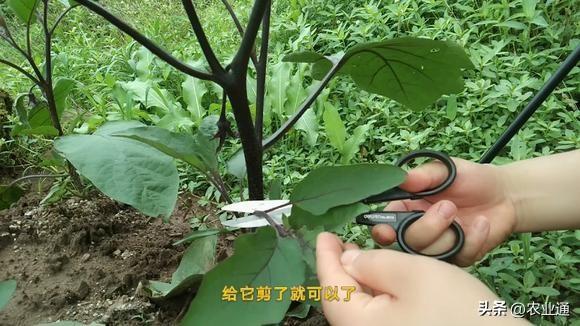 茄子有哪些种植技巧？怎样管理才能更高产？如何才能种出好茄子？