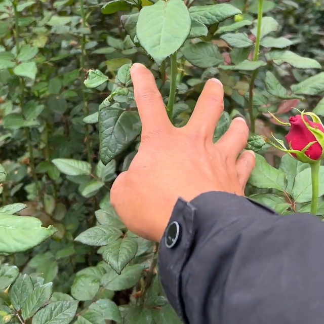 玫瑰花种植管理日常#月季