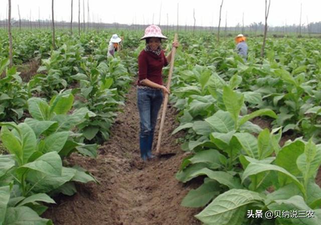 种植烟草，要合理安排施肥规律，能增进烟叶品质和提高产量