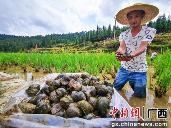 广西融水：举行香糯泉水螺美食文化节 助推脱贫攻坚