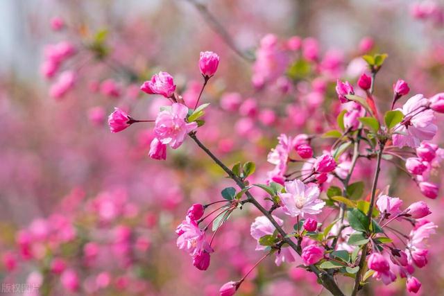 它是“花中女神”，适合栽进院子里，应该如何繁殖