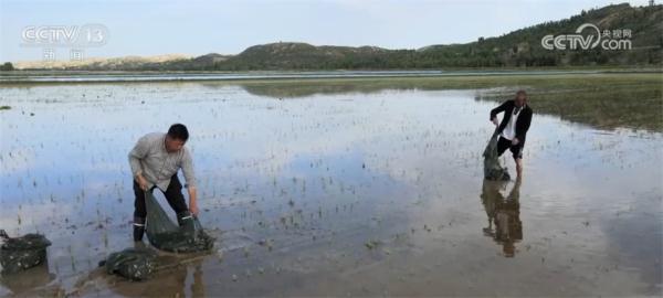 “一水两用”“一地双收” 稻渔立体生态种养产业助增收