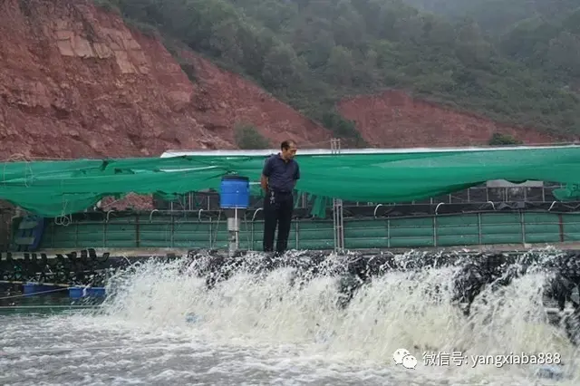 新发现！在陆基圆桶上养虾，成功率要高的多...