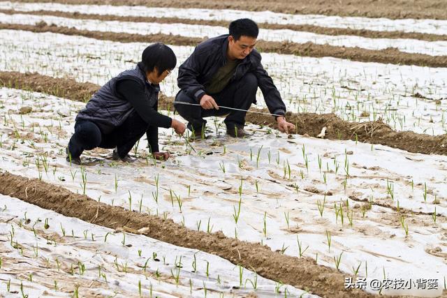 秋播大蒜有哪些种植管理技巧？从播种到越冬前抓好这7点就够了