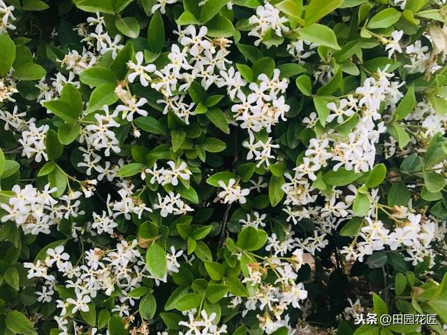 风车茉莉，花香浓郁，只需这样养护，叶色青翠繁茂，花开如瀑布