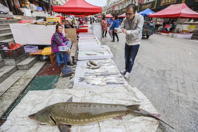 黑龙江边地，濒临灭绝的“水中大熊猫”——鲟鳇鱼重生记