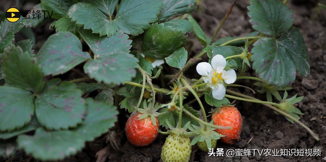 大棚种植草莓放蜜蜂需要注意什么？做好蜜蜂管理，草莓丰产优质