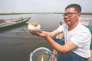 淡水河豚养殖场(虾池里长出美味河豚)