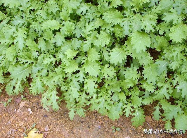 雪里红、芥菜和香菜什么时候种植？如何种植和管理？怎样才能高产