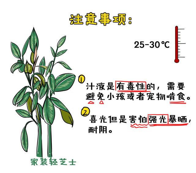 量天尺、珍珠吊兰、千年木..这5种百搭植物，浇水只需记住8个字