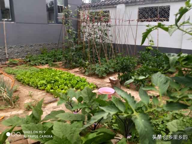 现在庭院露地种植蔬菜正当时，这样安排种植时间最合适