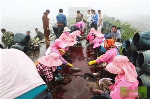 「可怜的海蜇」东港今年高温热死海蜇 直接热化了……