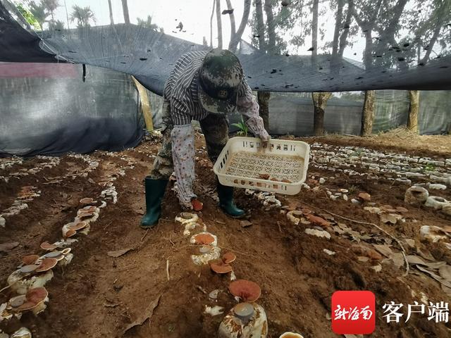 三亚推广林下食药用菌仿野生栽培示范种植