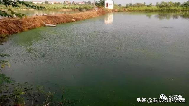 养殖水体“水锈”形成的原因和防控的探讨