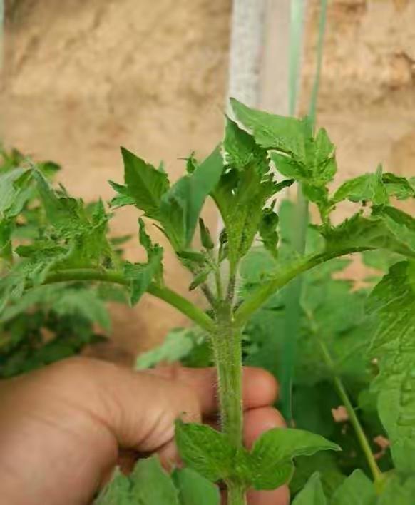 在阳台种什么菜好？就种3种菜，简单好养收获多，新鲜美味长得快