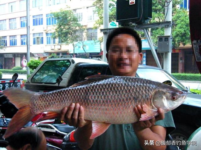 土鲮鱼最喜欢吃什么味型的食物？土鲮鱼的觅食习性和垂钓技巧