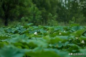 徐州青蛙养殖场(云龙区：藕香、果甜、稻蛙共生，这里生态农业好风景)