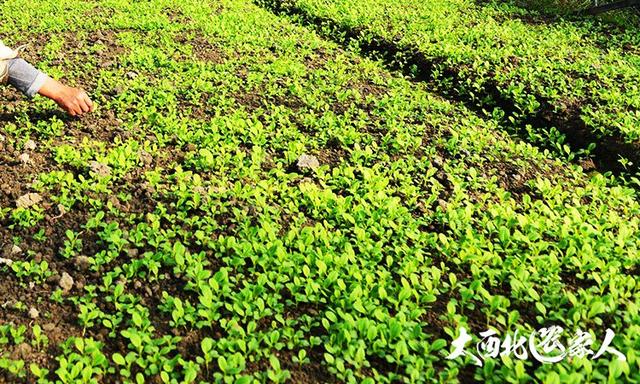 冬春大白菜苗期播种种植法