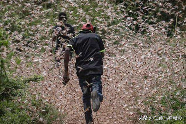 看完这期“战斗鸡”治蝗虫节目，我可算明白为啥军事农业是一家了