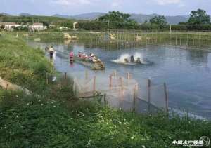 水花养殖(鳜鱼孵化、水花培育操作流程关键点)