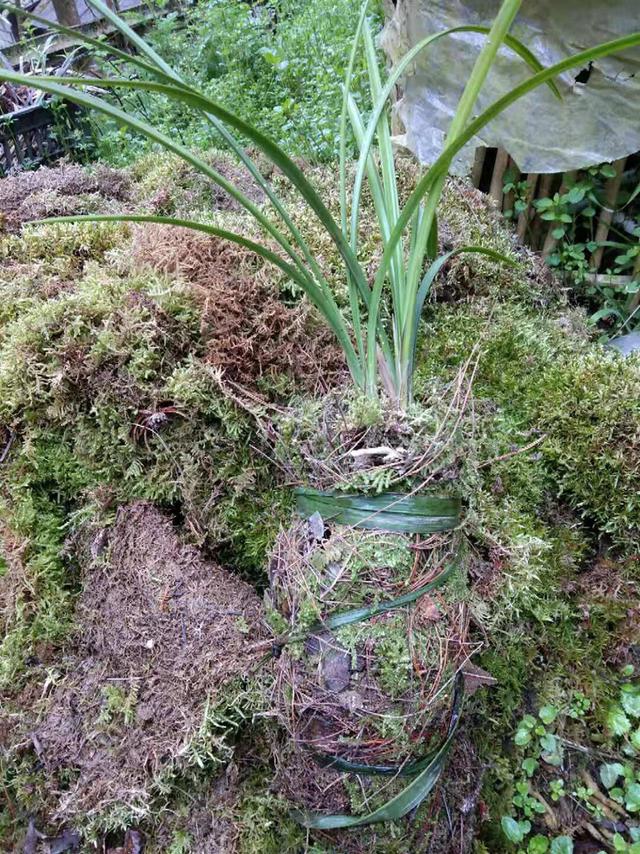 用苔藓栽种兰花的方法和技巧