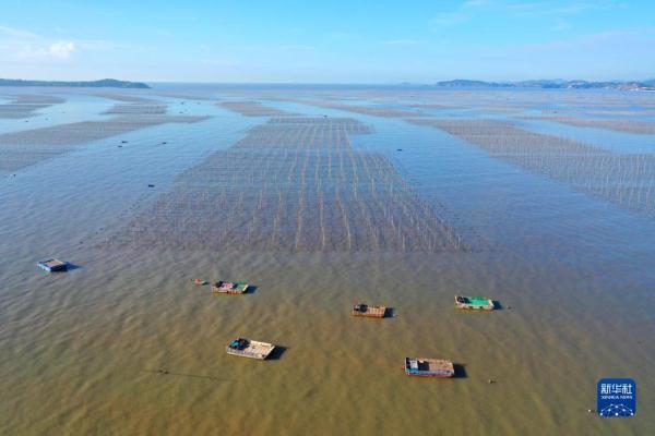 浙江玉环：“海上菜园”紫菜种养忙