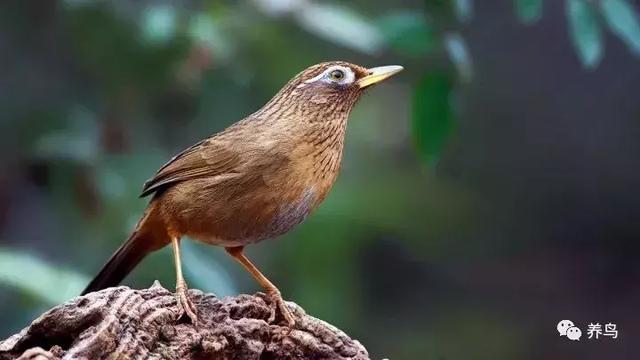 画眉鸟的饲养技巧