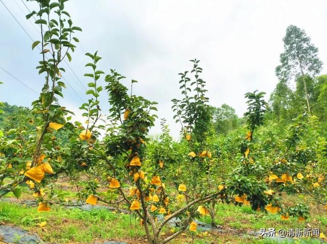 创业老兵用短视频拓宽销路，为青花梨“代言”