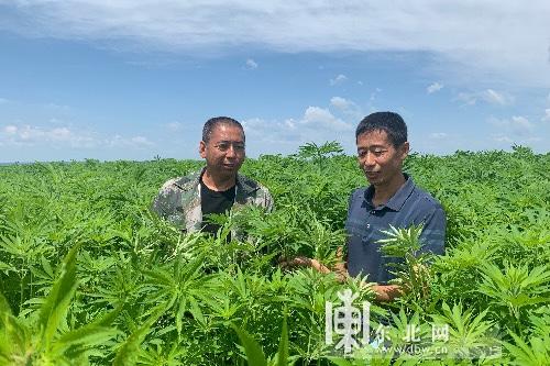 「走向我们的小康生活」绥棱林业局：多产业发展山里职工幸福指数“飙升”