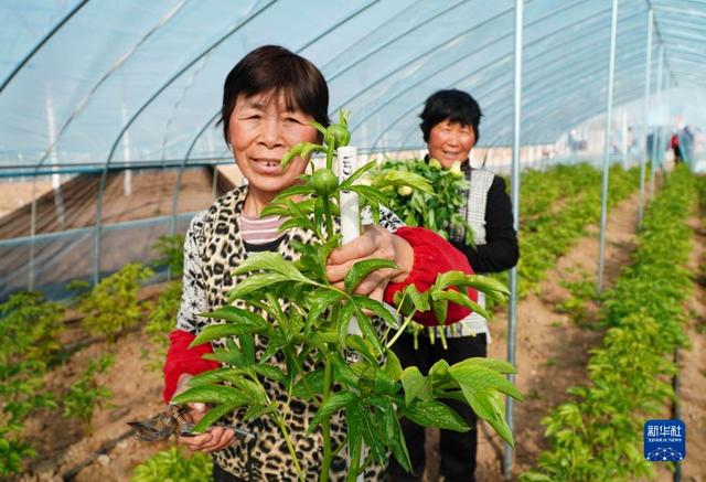 山东菏泽：芍药鲜切花产销旺