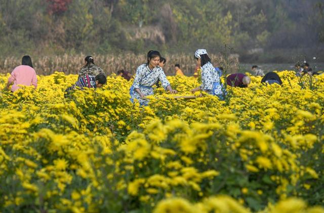 山西翼城：金丝皇菊铺就助民增收“黄金路”