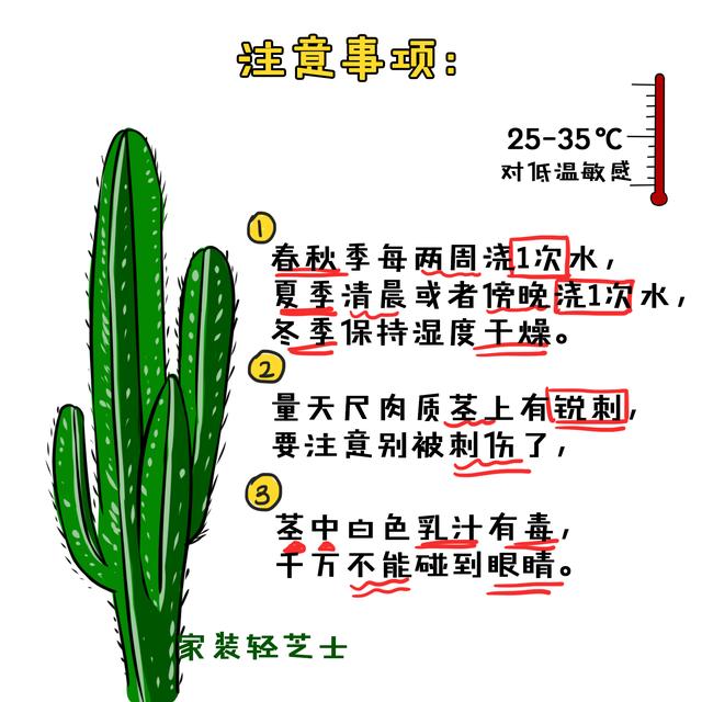 量天尺、珍珠吊兰、千年木..这5种百搭植物，浇水只需记住8个字