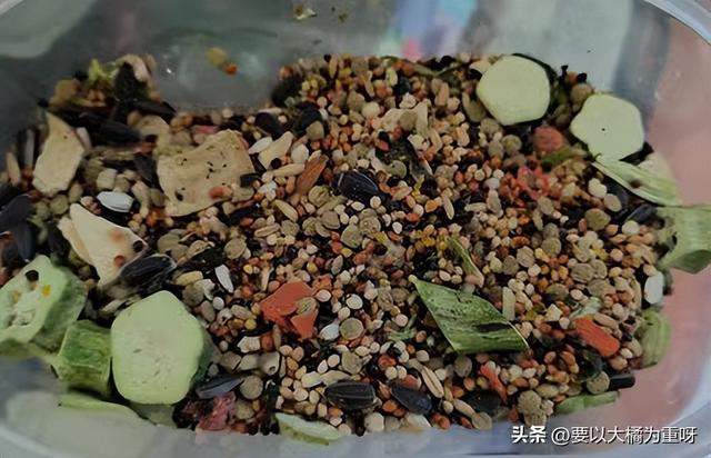 四款鸟粮使用感受，新手养鸟买什么鸟粮好？