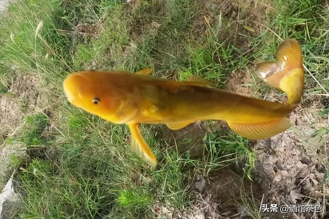 乌苏里拟鲿生物学及其池塘人工驯化养殖技术