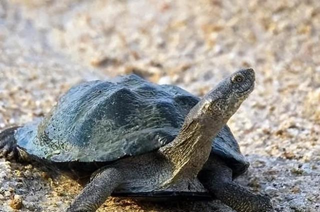 山瑞鳖的生物学特性及人工养殖技术