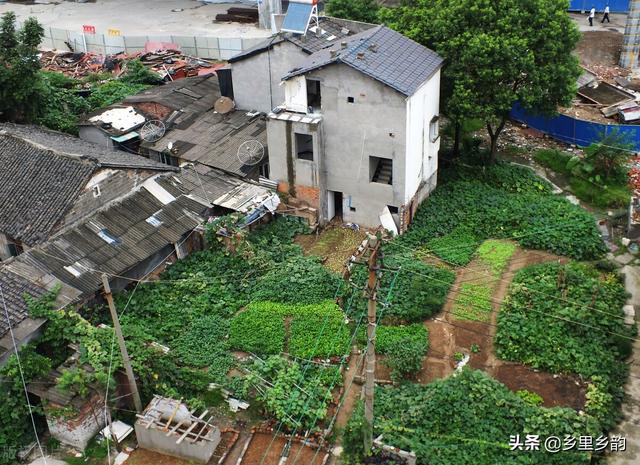 现在庭院露地种植蔬菜正当时，这样安排种植时间最合适