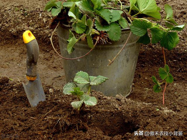 掌握好草莓移栽定植的时机与技巧，提高定植成活率、避免烂苗死棵