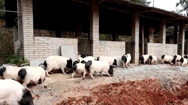 香猪肉质鲜香比普通猪肉强太多，养殖前景广阔