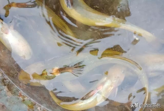 乌苏里拟鲿生物学及其池塘人工驯化养殖技术