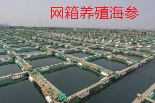 为青岛即墨海参正名！海参养殖方式有几种？了解下 不要以偏概全