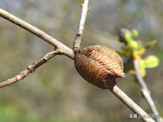 桑树上的“拦尿狗”，见到别扔，以前小娃尿床才吃，如今用处更大